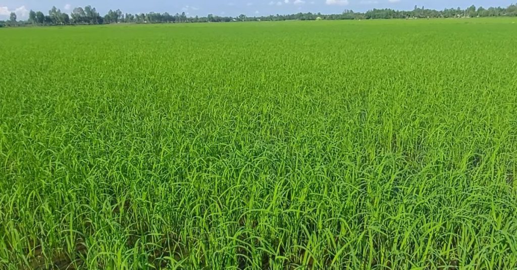 Các giai đoạn bón thúc cho lúa – hướng dẫn thực tế từ chuyên gia