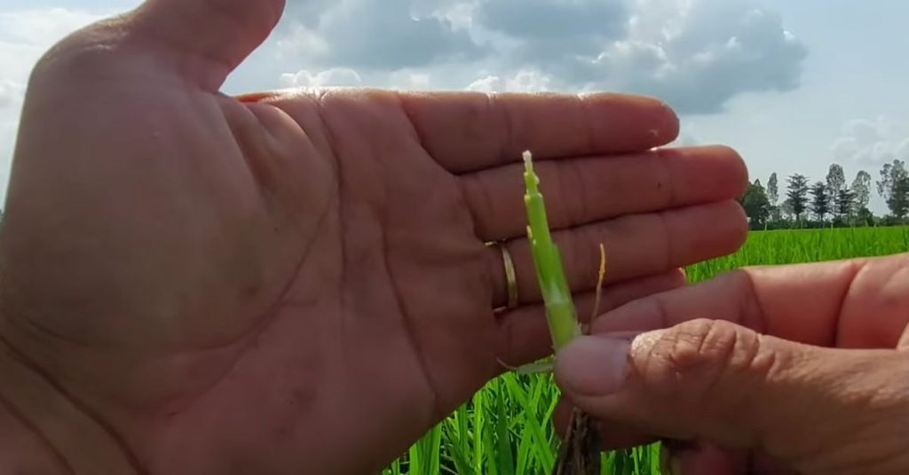 Các giai đoạn bón thúc cho lúa – hướng dẫn thực tế từ chuyên gia