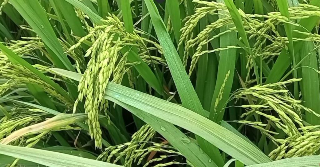 Các giai đoạn bón thúc cho lúa – hướng dẫn thực tế từ chuyên gia